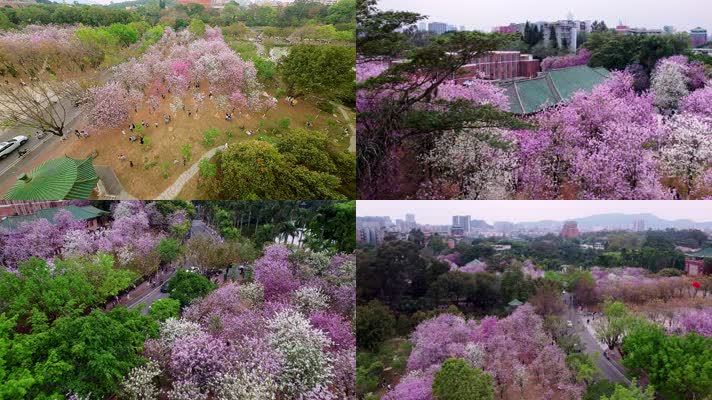 广州华农三月紫荆花盛开航拍+穿越摄影素材