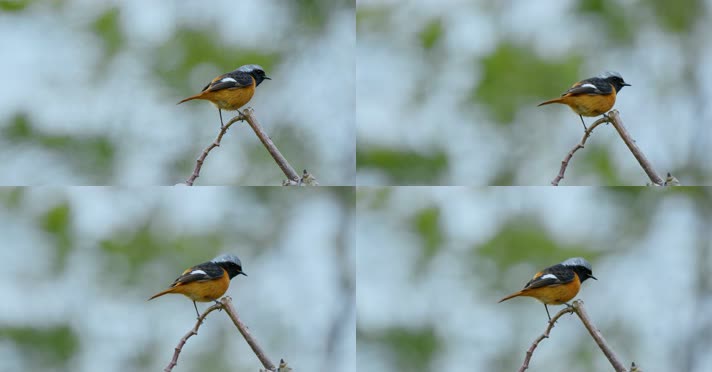 春天春分惊蛰鸟素材小鸟鸟飞立春集合