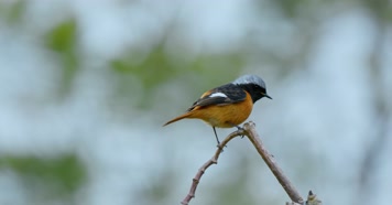 春天春分惊蛰鸟素材小鸟鸟飞立春集合