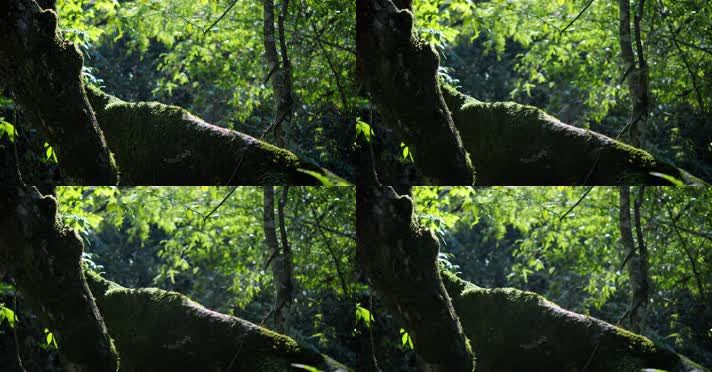 原始森林自然植被唯美阳光树木生长环境