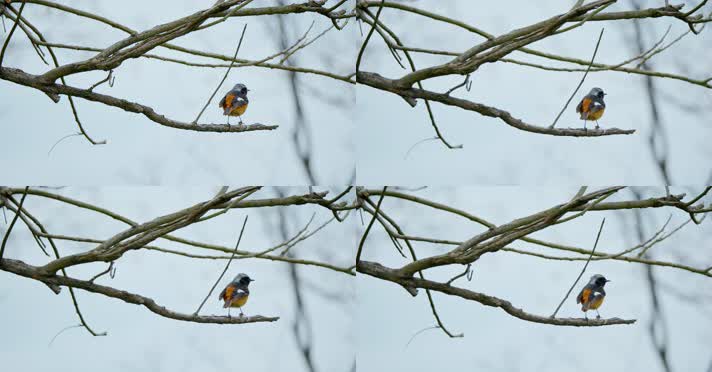 春天春分惊蛰鸟素材小鸟鸟飞立春集合