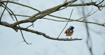 春天春分惊蛰鸟素材小鸟鸟飞立春集合