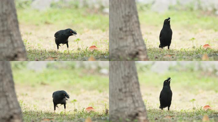 八哥4K实拍镜头