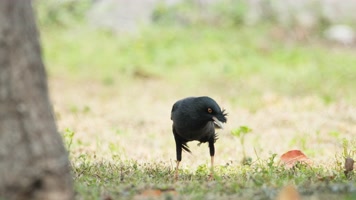 八哥4K实拍镜头