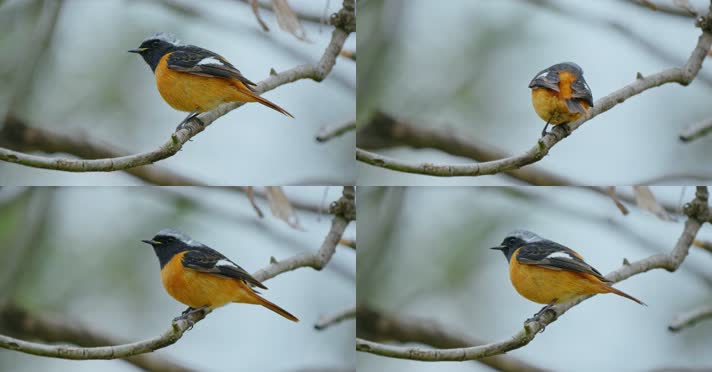 春天春分惊蛰鸟素材小鸟鸟飞立春集合