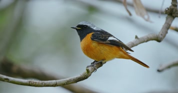 春天春分惊蛰鸟素材小鸟鸟飞立春集合