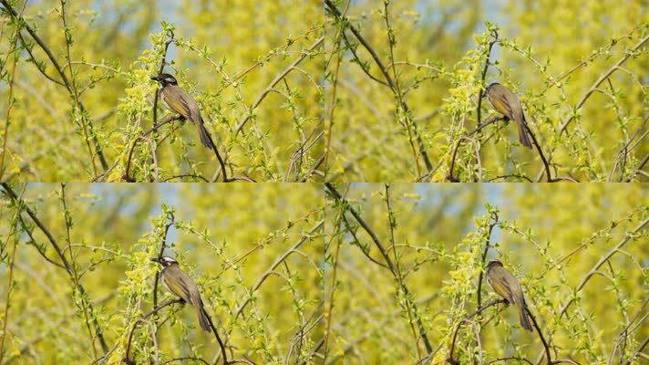 白头鹎鸟实拍镜头