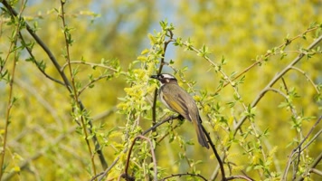 白头鹎鸟实拍镜头