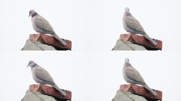 屋顶斑鸠实拍镜头