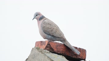 屋顶斑鸠实拍镜头