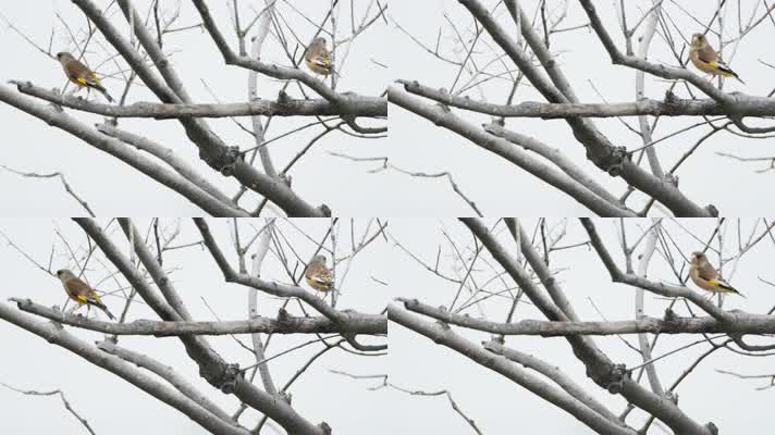 金翅雀4K实拍镜头