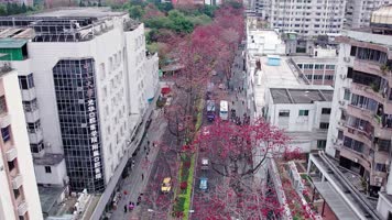 春日唯美红色百年木棉花公路长廊航拍4K视频