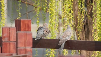 斑鸠鸟打理羽毛实拍镜头