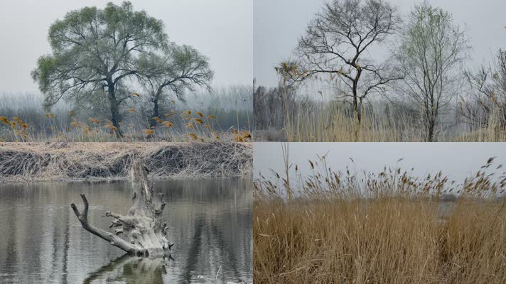 树木蒲草小河春天阴天寒冷风雨欲来