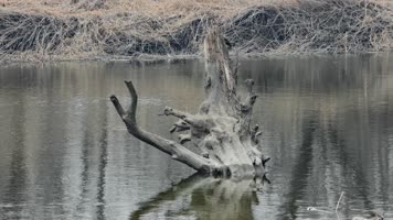树木蒲草小河春天阴天寒冷风雨欲来