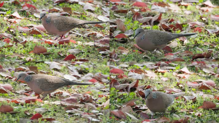 斑鸠觅食实拍镜头