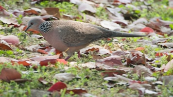 斑鸠觅食实拍镜头