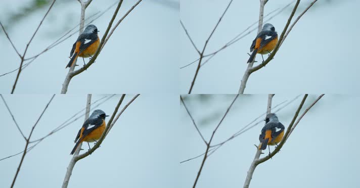 春天春分惊蛰鸟素材小鸟鸟飞立春集合
