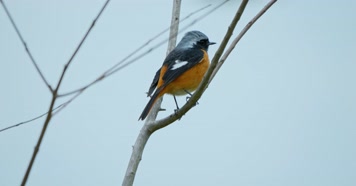 春天春分惊蛰鸟素材小鸟鸟飞立春集合