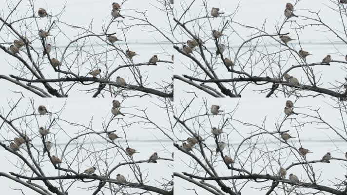 一群麻雀慢动作升格镜头
