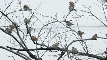 一群麻雀慢动作升格镜头