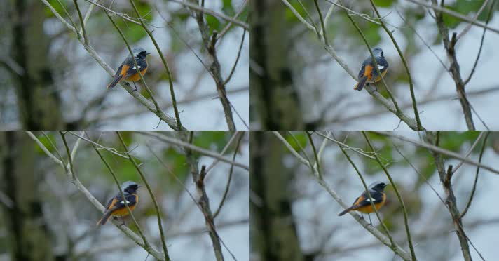 春天春分惊蛰鸟素材小鸟鸟飞立春集合