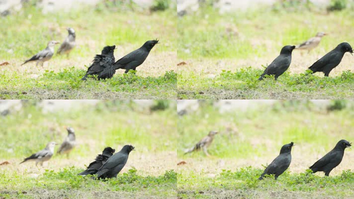 八哥和椋鸟实拍镜头