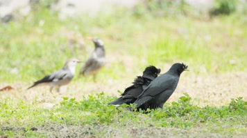 八哥和椋鸟实拍镜头