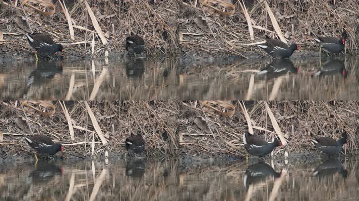 黑水鸡水觅食实拍镜头