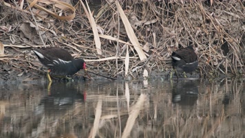 黑水鸡水觅食实拍镜头