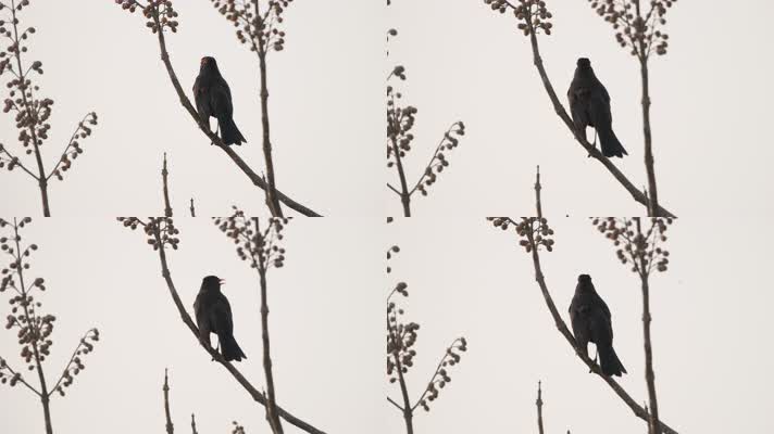 乌鸫鸣叫实拍镜头