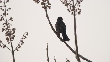 乌鸫鸣叫实拍镜头