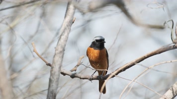 红尾鸲小鸟实拍镜头