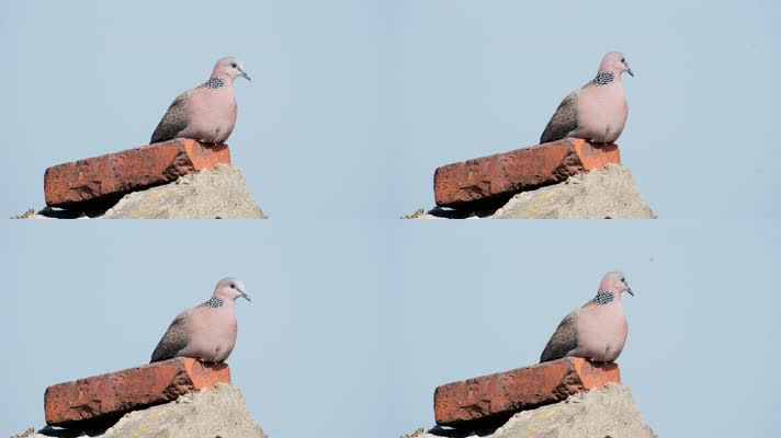 屋顶斑鸠实拍镜头