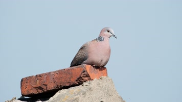 屋顶斑鸠实拍镜头
