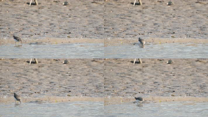 湿地一只草鹬觅食实拍
