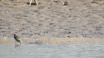 湿地一只草鹬觅食实拍