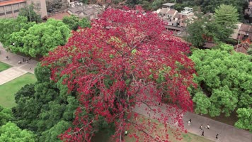 春日最美红色木棉花百年古树航拍4K视频