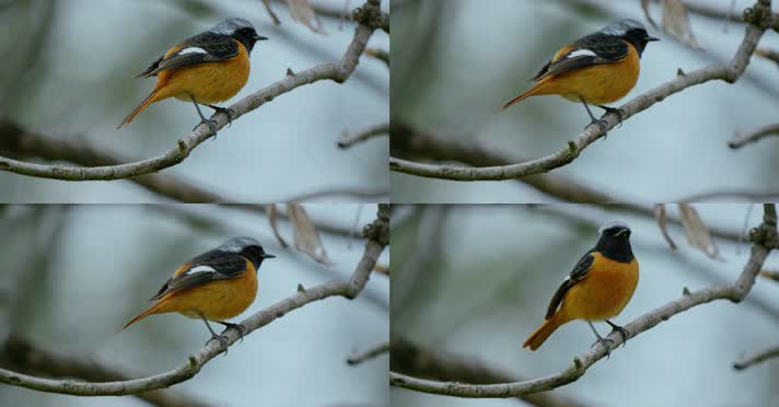 春天春分惊蛰鸟素材小鸟鸟飞立春集合