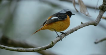 春天春分惊蛰鸟素材小鸟鸟飞立春集合