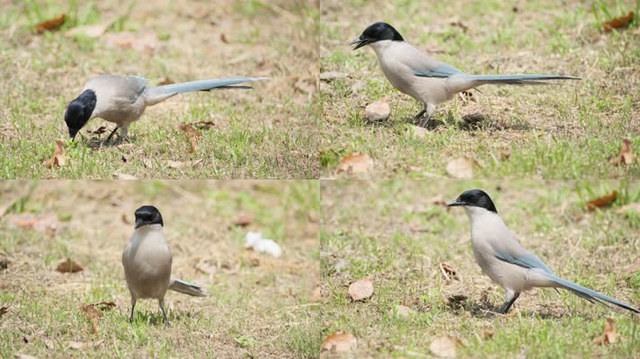 灰喜鹊觅食实拍镜头