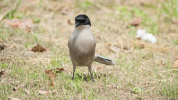 灰喜鹊觅食实拍镜头