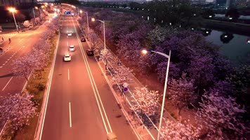 春日夕阳下紫荆花最美公路夜景航拍4K视频