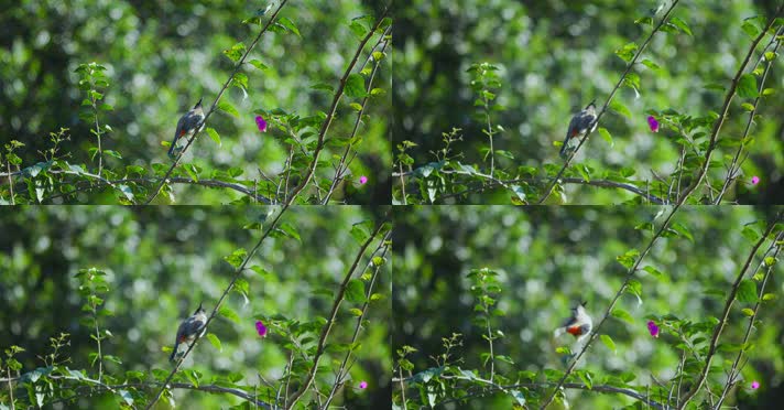 春天春分惊蛰鸟素材小鸟鸟叫立春集合