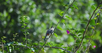 春天春分惊蛰鸟素材小鸟鸟叫立春集合