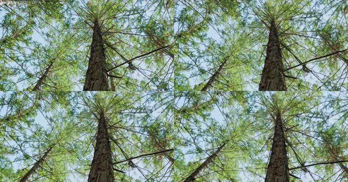 原始森林自然植被唯美阳光树木生长环境