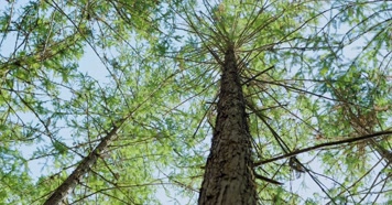 原始森林自然植被唯美阳光树木生长环境