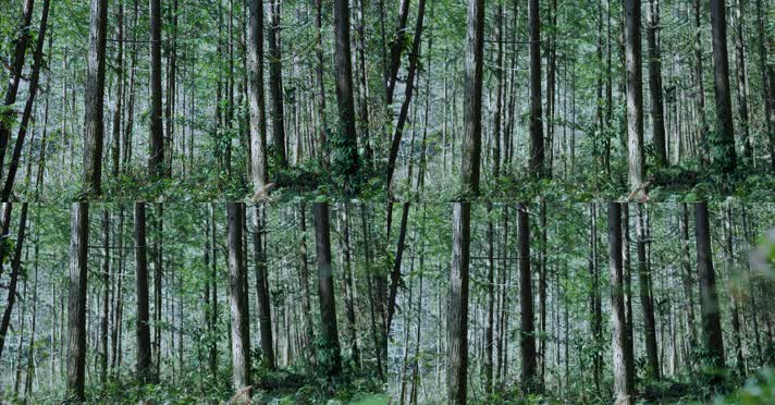 原始森林自然植被唯美阳光树木生长环境