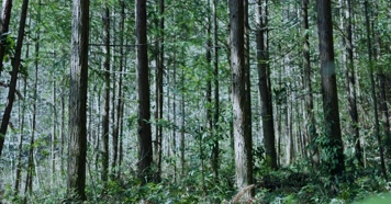 原始森林自然植被唯美阳光树木生长环境 原始森林自然植被唯美阳光树木生长环境