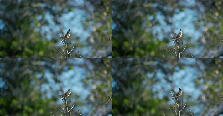 春天春分惊蛰鸟素材小鸟鸟叫立春集合